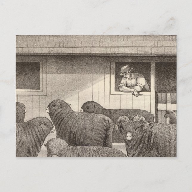 French merino sheep postcard (Front)