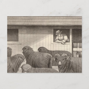 French merino sheep postcard