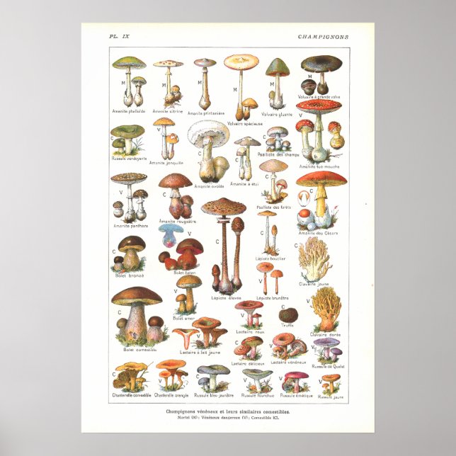 French Poisonous Edible Mushrooms Variety Print (Front)