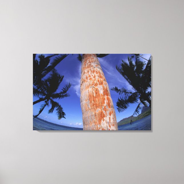 French Polynesia, Bora Bora, Palm trees Canvas Print (Front)