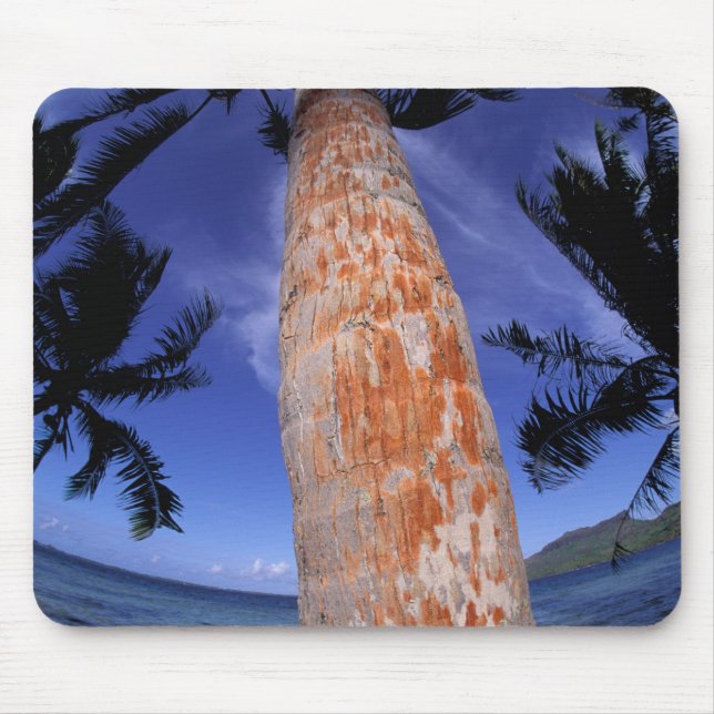 French Polynesia, Bora Bora, Palm trees Mouse Mat (Front)