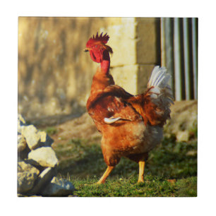 French rooster tile
