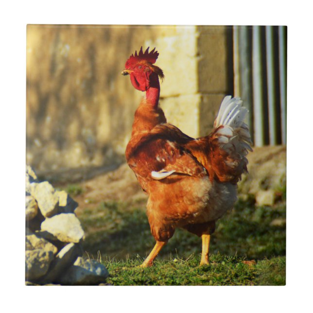 French rooster tile (Front)