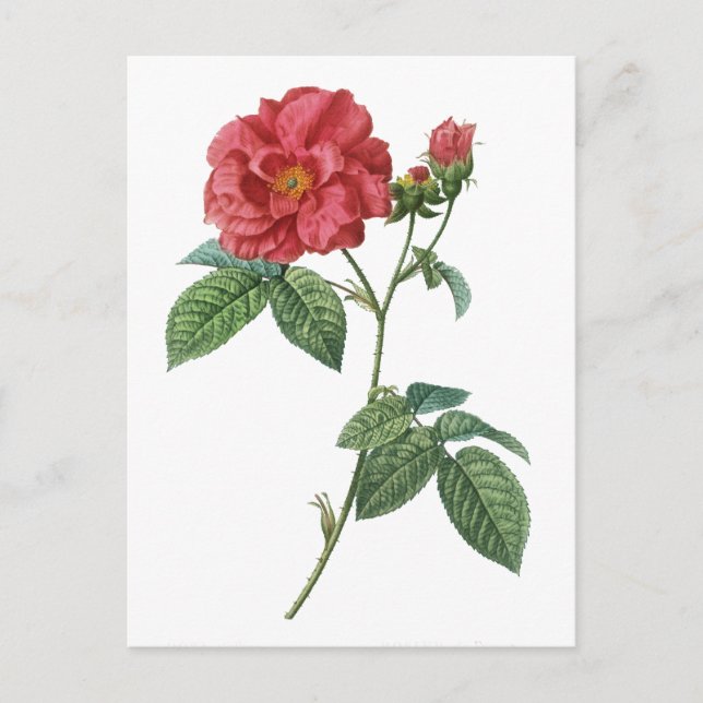 French rose (Rosa gallica)  Postcard (Front)