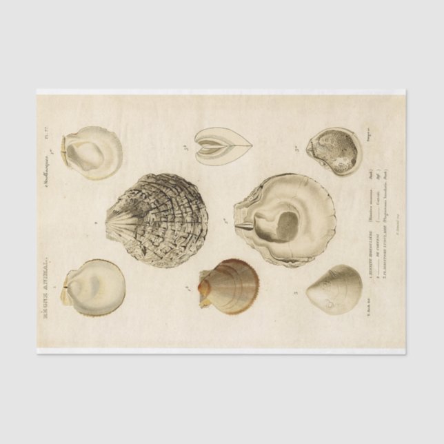 French Seashell Vintage Decoupage Shell Beach  Tissue Paper (Front)