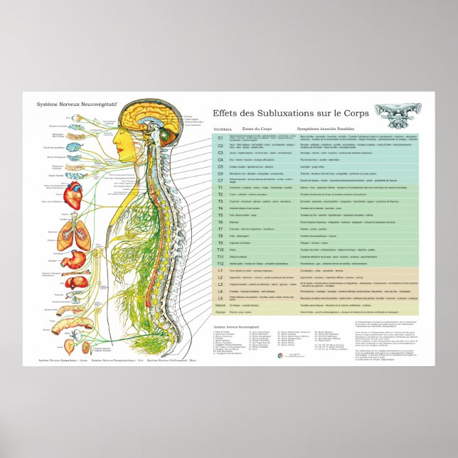 French Subluxation Spinal Nerves ANS Chart (Front)