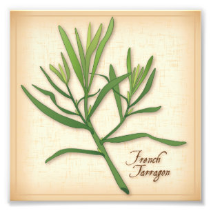 French Tarragon Herb Photo Print