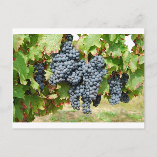 French Wine Grapes Postcard (Front)