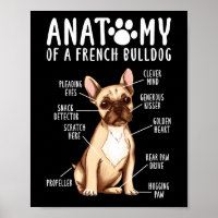 Frenchie  Anatomy Of A French Bulldog  Mum Dad