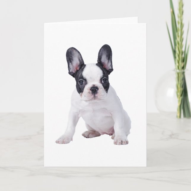 Frenchie - French bulldog puppy Card (Front)