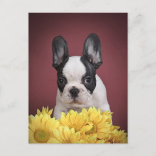 Frenchie - French bulldog puppy Postcard