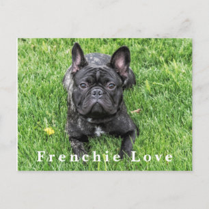 Frenchie Love French Bulldog Photo Postcard