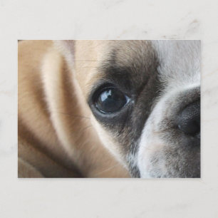 Frenchton Puppy Face Closeup Postcard