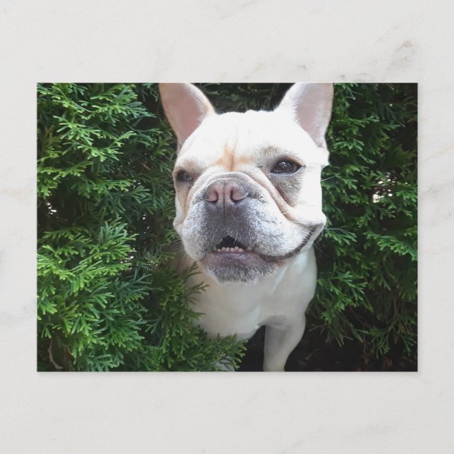 Frenchy on Patrol Postcard (Front)