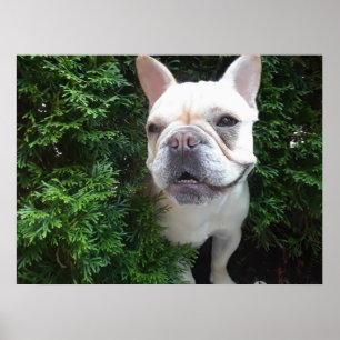 Frenchy on Patrol Poster