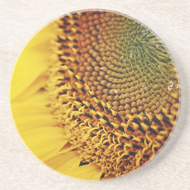 Fresh and Golden Sunflower Coaster (Front)