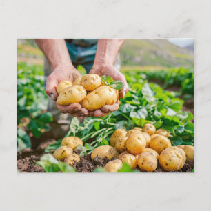 Fresh Baby Potatoes in Garden Holiday Postcard