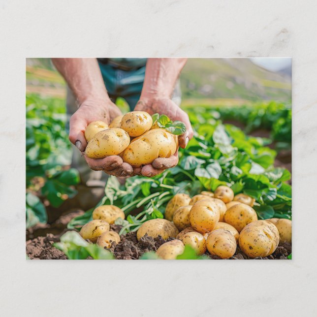 Fresh Baby Potatoes in Garden Holiday Postcard (Front)