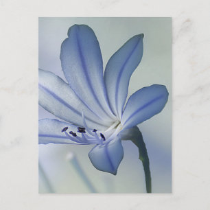 Fresh Blue Flower Photo Postcard