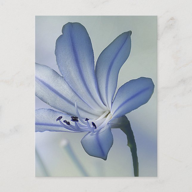 Fresh Blue Flower Photo Postcard (Front)