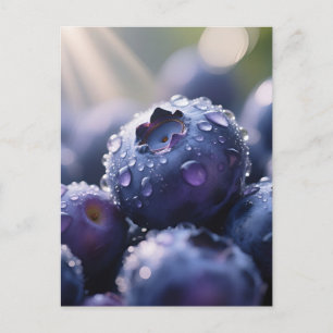Fresh Blueberries Close Up Postcard