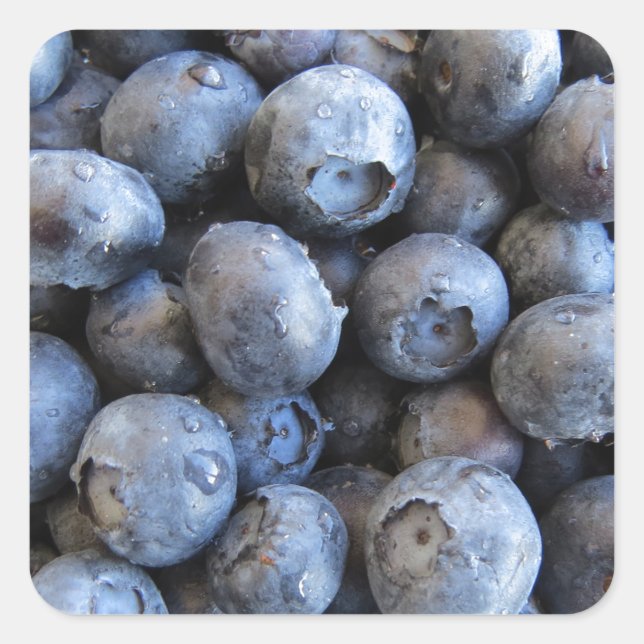 Fresh Blueberries Photograph Square Sticker (Front)