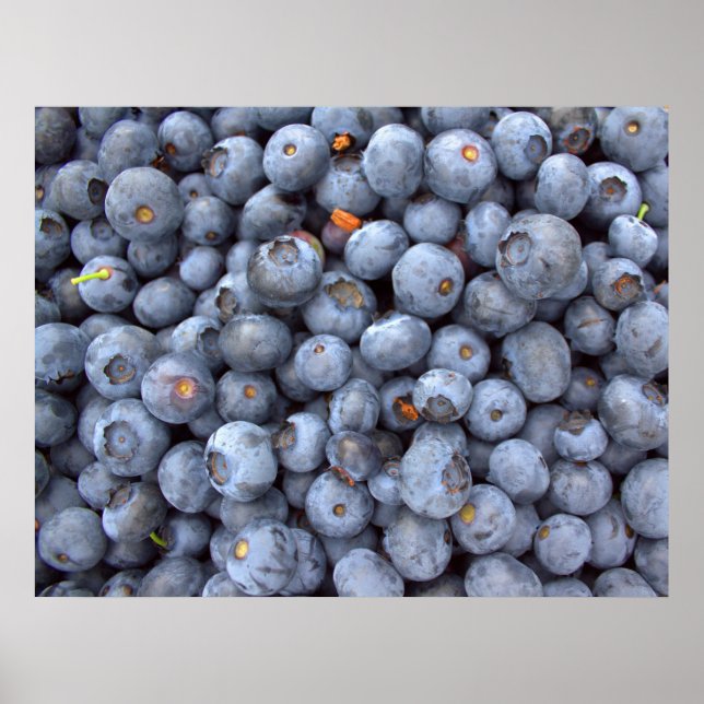 Fresh blueberry photography poster (Front)