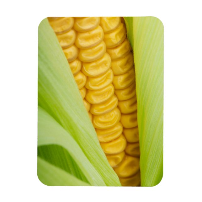 Fresh Corn magnet (Vertical)