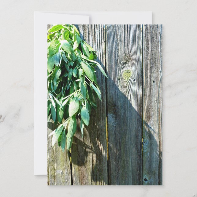 Fresh-cut Sage Barn-wood (Front)