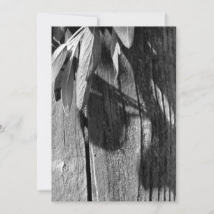 Fresh-cut Sage Barn-wood Grayscale