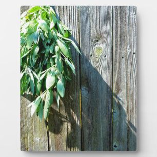 Fresh-cut Sage Barn-wood Plaque