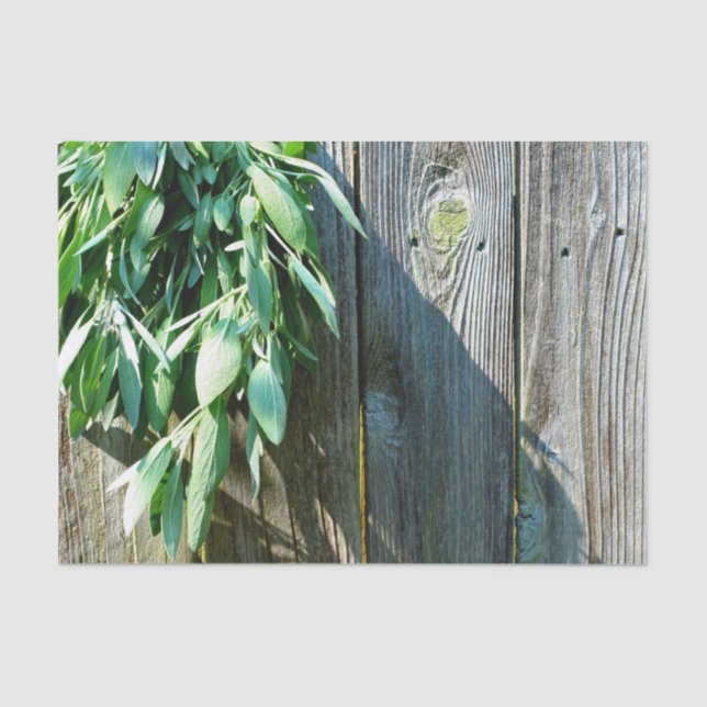 Fresh-cut Sage Barn-wood Tissue Paper (Front)