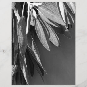 Fresh-cut Sage Grayscale