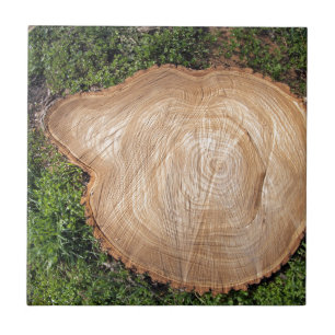 Fresh cut tree stump tile