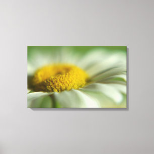 Fresh Daisy Canvas Print