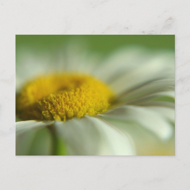 Fresh Daisy Postcard (Front)