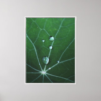 Fresh Dew Drops Canvas Print