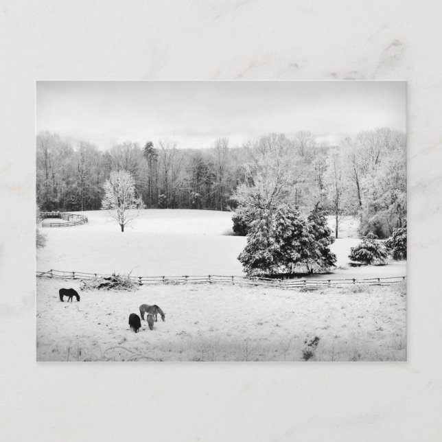 Fresh Fallen Snow at the Horse Ranch Postcard (Front)