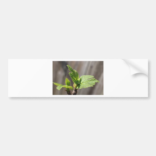 Fresh Fig Leaf Bumper Sticker (Front)