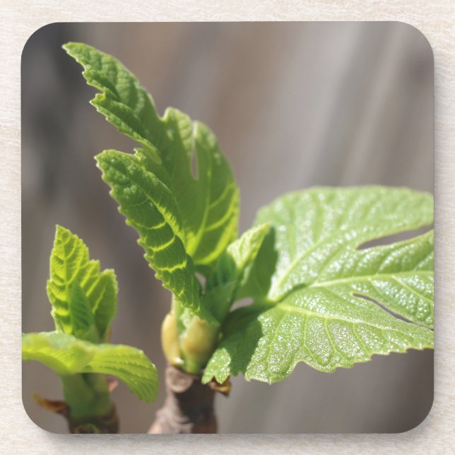 Fresh Fig Leaf Coaster (Front)