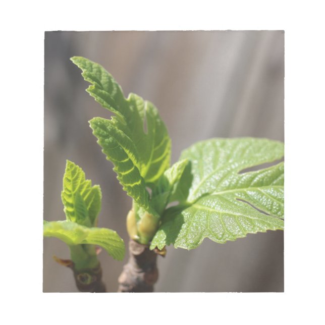 Fresh Fig Leaf Notepad (Front)