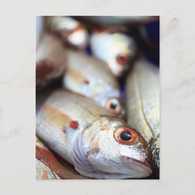 Fresh fish postcard (Front)