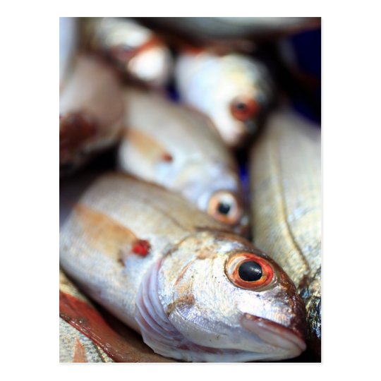 Fresh fish postcard