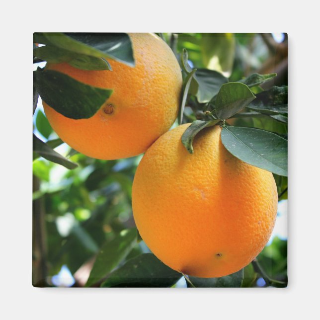 Fresh Fruit - Oranges Magnet (Front)
