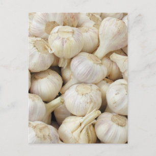 Fresh Garlic Bulbs Postcard