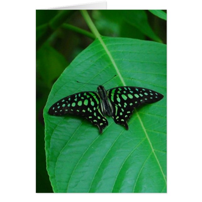 Fresh & Green (Front)