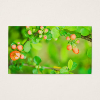 Fresh green and red flowers