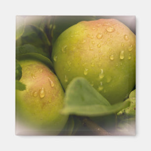 Fresh Green Apples with a Misty Border Magnet