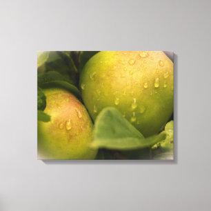Fresh Green Apples with Water Droplets Canvas Print