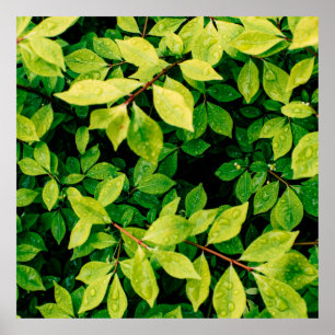 fresh green leaves look beautiful and very natural poster
